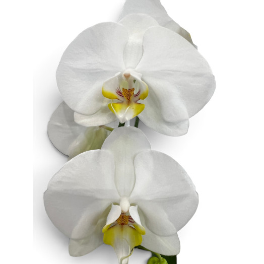 PHALAENOPSIS hybride D12 1BR P x5 CASCADE BLANC