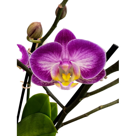 PHALAENOPSIS hybride D12 2BR P X10 Anthura Manta