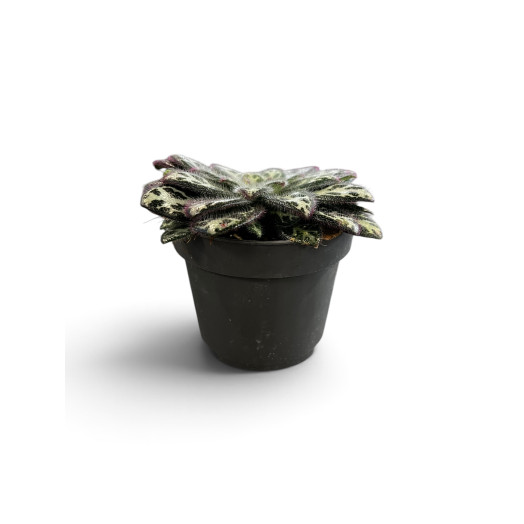 STREPTOCARPUS purpelina D12 P X6