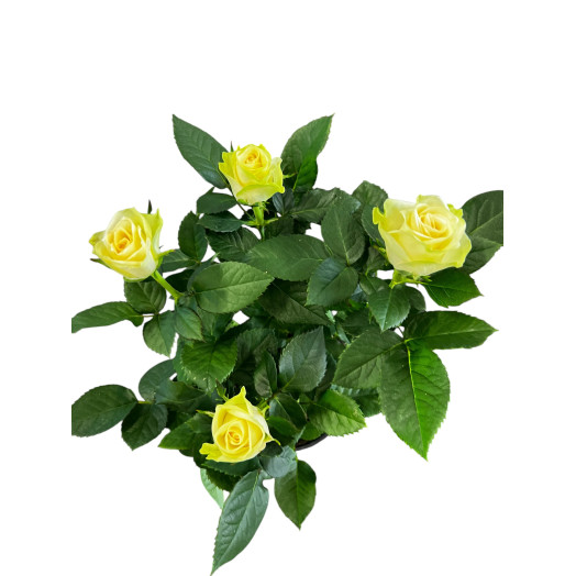 ROSA hybride D13 P X8 Patio Hit MIX