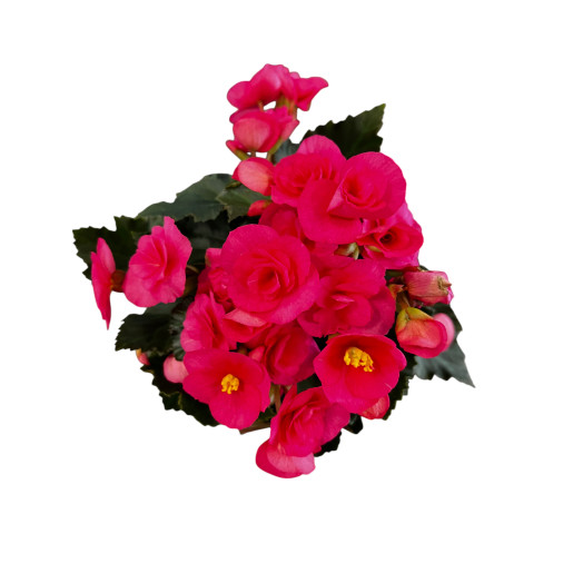 BEGONIA elatior D14 P x6 Dolc Armore MIX
