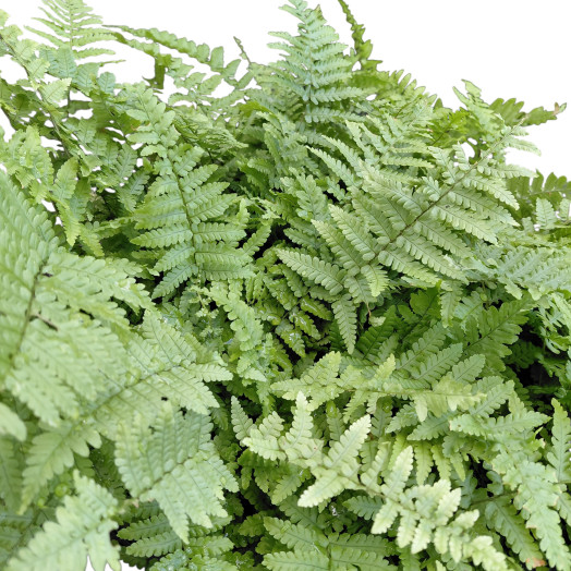 DRYOPTERIS erythrosora D11 x15