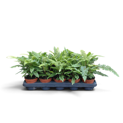 POLYSTICHUM polyblepharum D11X15 Aspidie du Japon