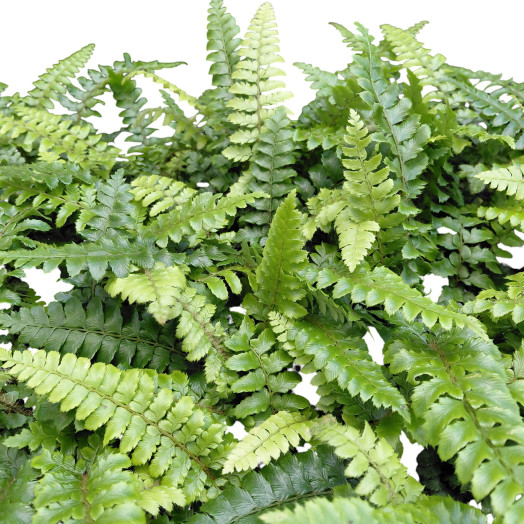 POLYSTICHUM polyblepharum D11X15 Aspidie du Japon