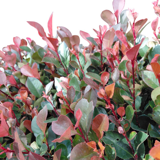 PHOTINIA fraseri D10x15 Little Red robin