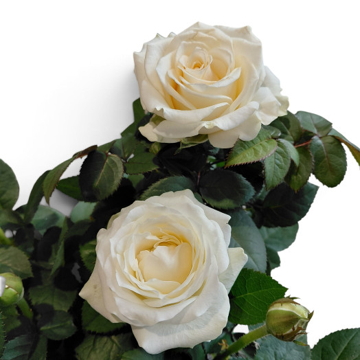ROSA hybride D14 P x8 Amorosa Infinity White