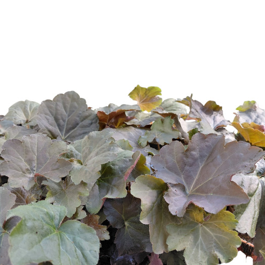 HEUCHERA americana D13x8