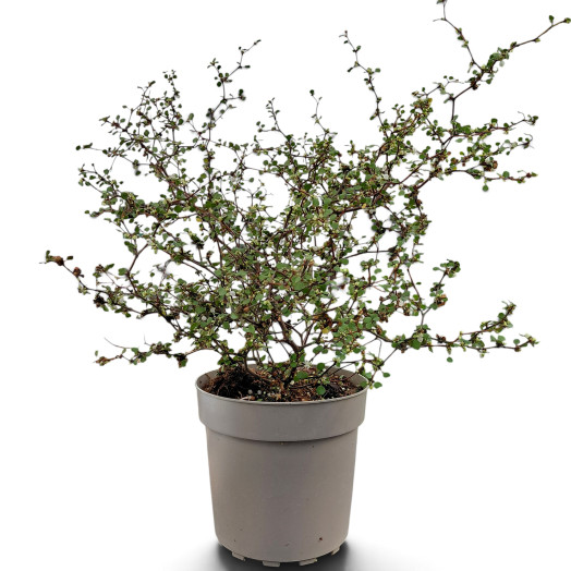 MUEHLENBECKIA astonii D17 x6