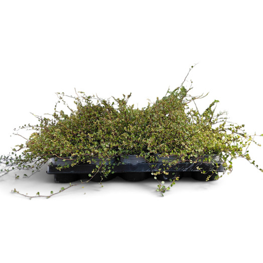 MUEHLENBECKIA axillaris D10 x15