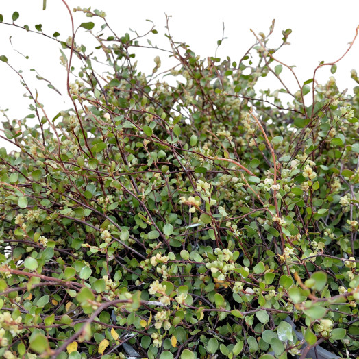 MUEHLENBECKIA axillaris D10 x15