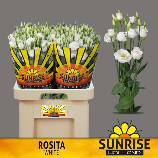 EUSTOMA G ROSI WHITE 70