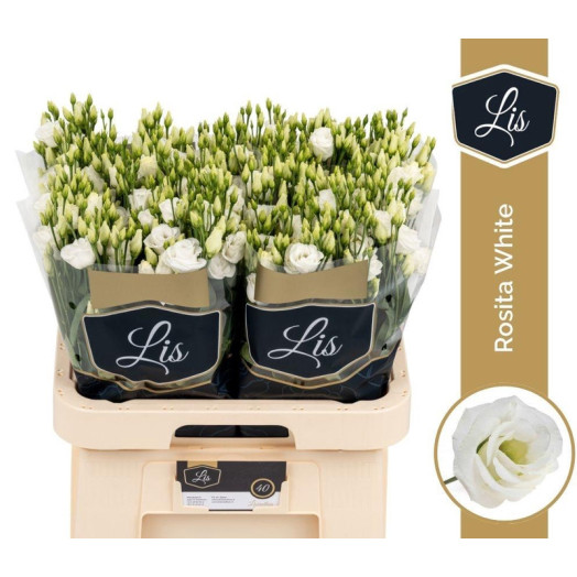 EUSTOMA G ROSI WHITE PROMO 70