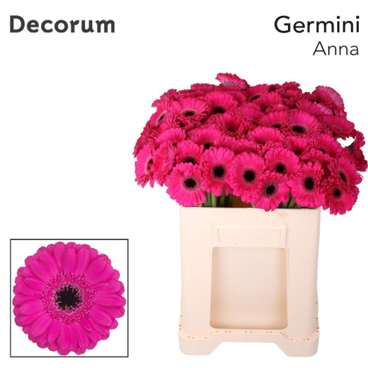 GERMINI ANNA 50