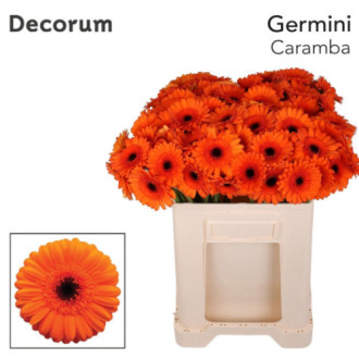 00004009_01