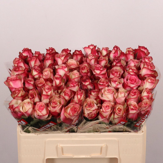ROSA GR PALOMA 50