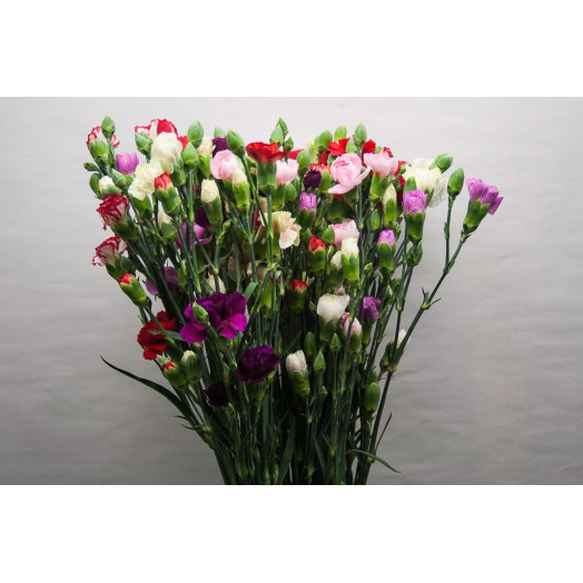 DIANTHUS TR RAINBOW 55