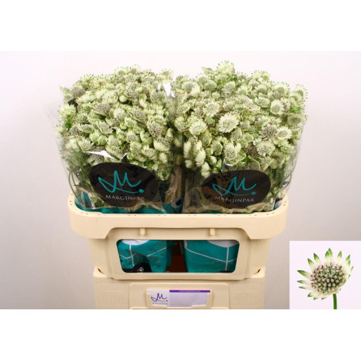 ASTRANTIA BILLION STAR XL 70