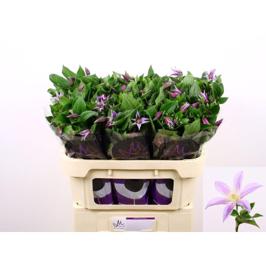 CLEMATIS STAR RIVER 70