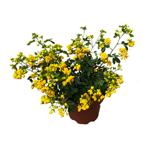CASSIA floribunda D19