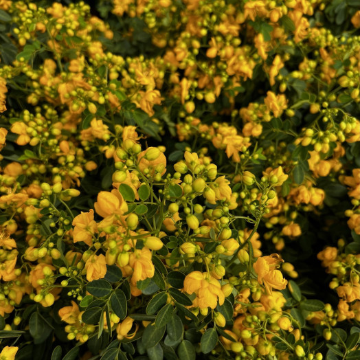 CASSIA floribunda D19