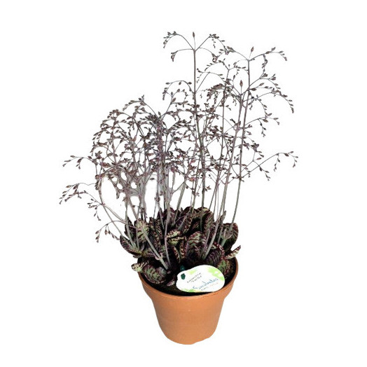 KALANCHOE humilis D14 Perdiz