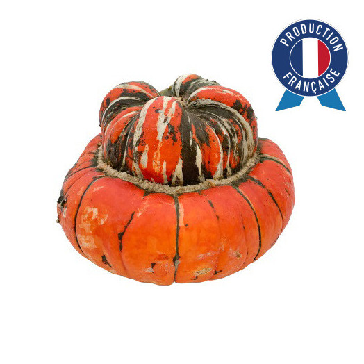 CUCURBITA maxima Bonnet Turc GM