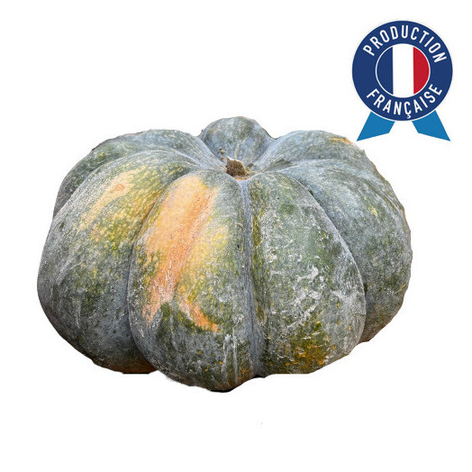 CUCURBITA moschata D50 Muscade de provence GM