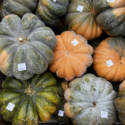 CUCURBITA moschata D50 Muscade de provence GM