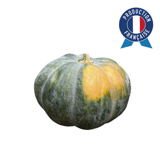 CUCURBITA moschata D40 Muscade de provence MM