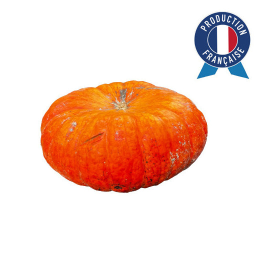 CUCURBITA pepo D50 Rouge d Etampes GM
