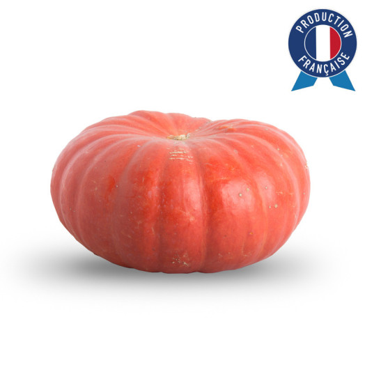 CUCURBITA pepo D30 Rouge d Etampes MM