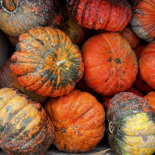 CUCURBITA pepo D30 Rouge d Etampes MM
