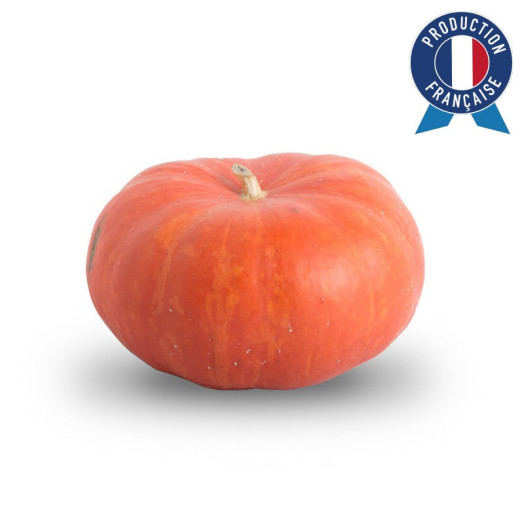 CUCURBITA pepo D20 Rouge d Etampes PM