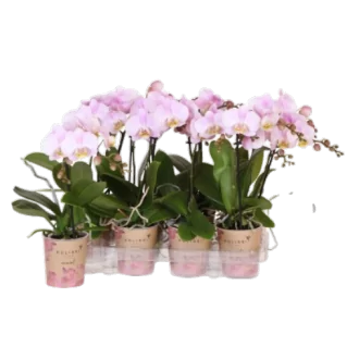 Phalaenopsis Mineral Pink D09