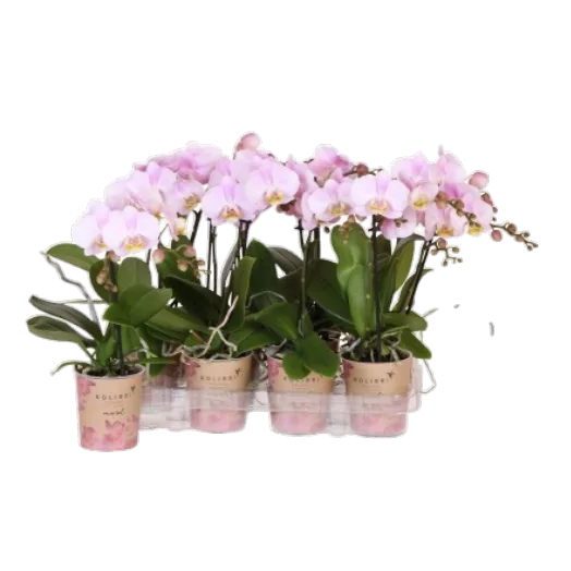 Phalaenopsis Mineral Pink D09