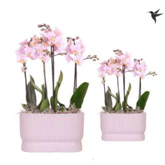 Phalaenopsis Pink D09