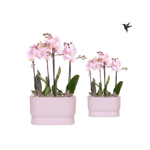 Phalaenopsis Pink D09