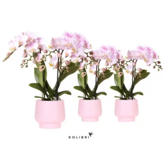 Phalaenopsis Minerao Pink + cache pot D09