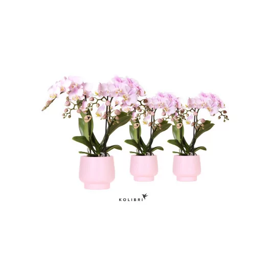 Phalaenopsis Minerao Pink + cache pot D09