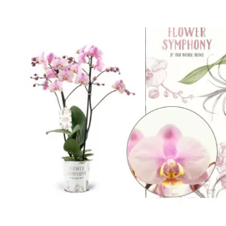 Phalaenopsis 2BR D12