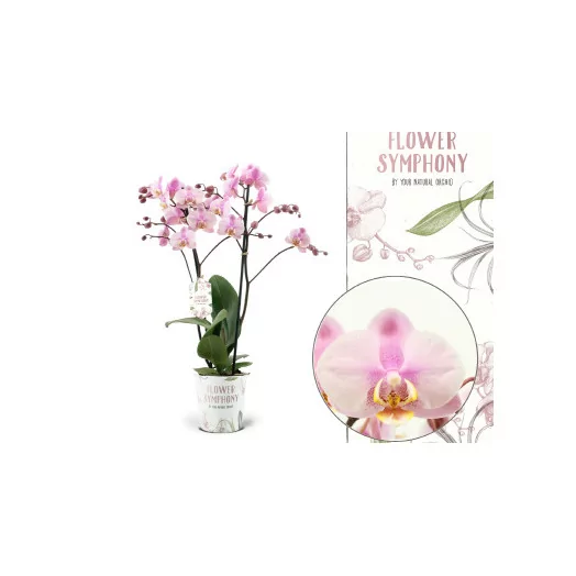 Phalaenopsis 2BR D12