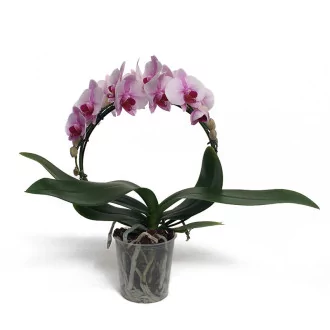 Phalaenopsis 2BR Arceau Mirror Rose D12