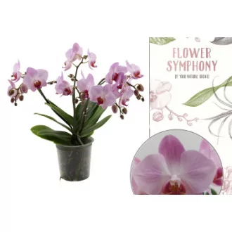 Phalaenopsis 5BR D12