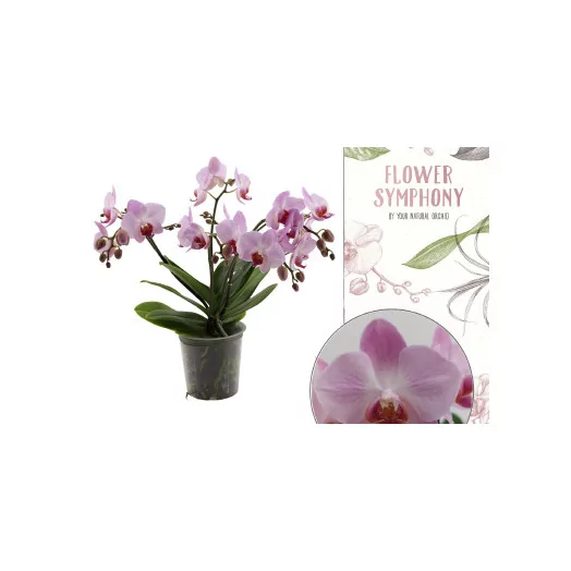 Phalaenopsis 5BR D12