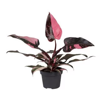 Philodendron Pink Princess D12