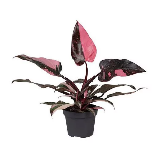 Philodendron Pink Princess D12