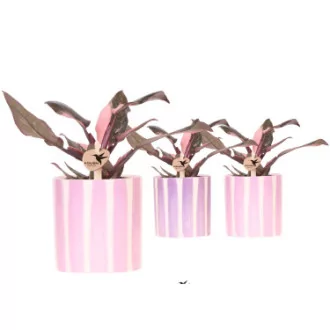 Philodendron Pink Princess + cache pot rayé D09