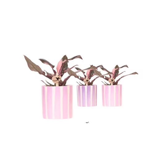 Philodendron Pink Princess + cache pot rayé D09