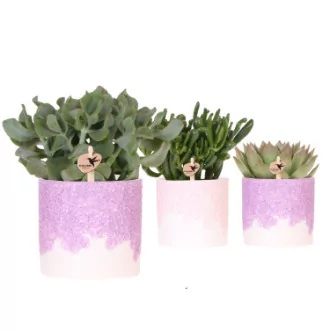 Succulente mix + cache pot D12