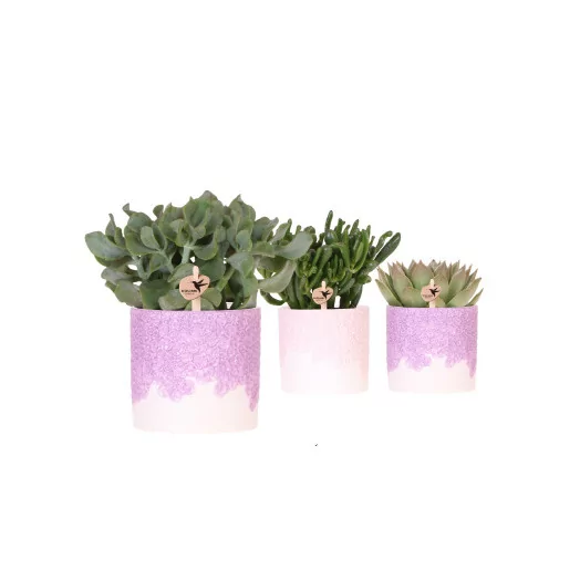 Succulente mix + cache pot D12